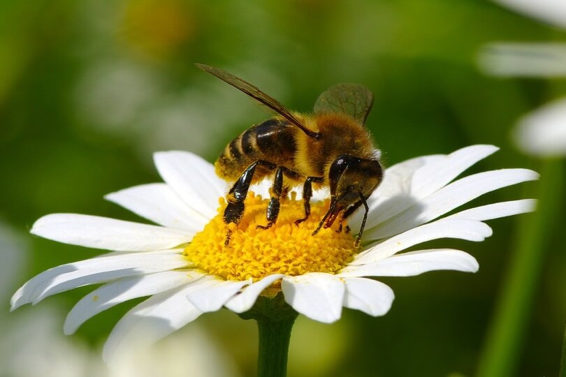 Bienenfreundliche Pflanzen: eine Bereicherung | GALANET