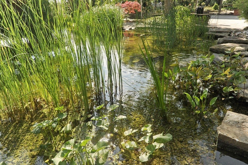 Teich mit Pflanzen