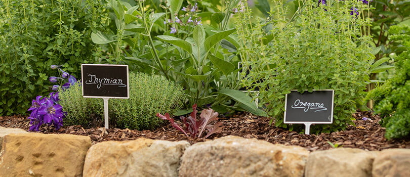 Kräuterbeet im Garten mit Thymian, Oregano und Salbei sowie Pflanzenschildern.