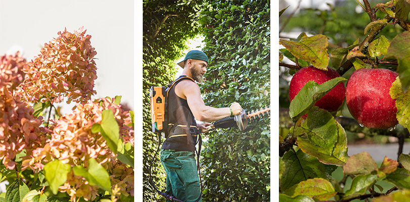 Hortensien, Hecken und Obstbäume richtig schneiden Hortensien, Hecken und Obstbäume im Garten schneiden zum richtigen Zeitpunkt