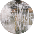 Vereister Gartenteich mit Schilfgras und Raureif im Winter